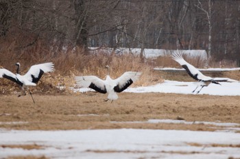 Red-crowned Crane 鶴居村 Sun, 3/17/2024