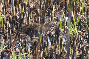 Brown-cheeked Rail Watarase Yusuichi (Wetland) Sun, 3/24/2024