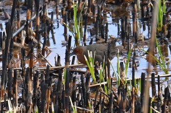 Ruddy-breasted Crake Watarase Yusuichi (Wetland) Sun, 3/24/2024