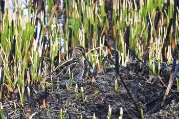 Common Snipe Watarase Yusuichi (Wetland) Sun, 3/24/2024