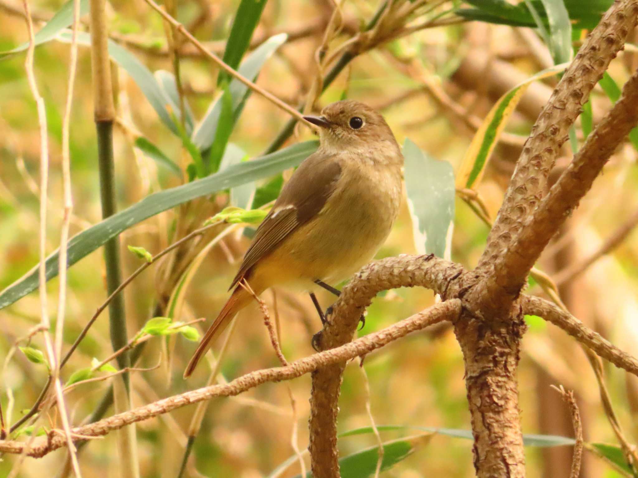 Daurian Redstart