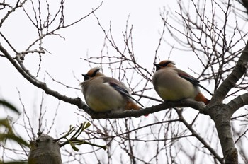 Thu, 2/22/2024 Birding report at 滋賀県長浜市