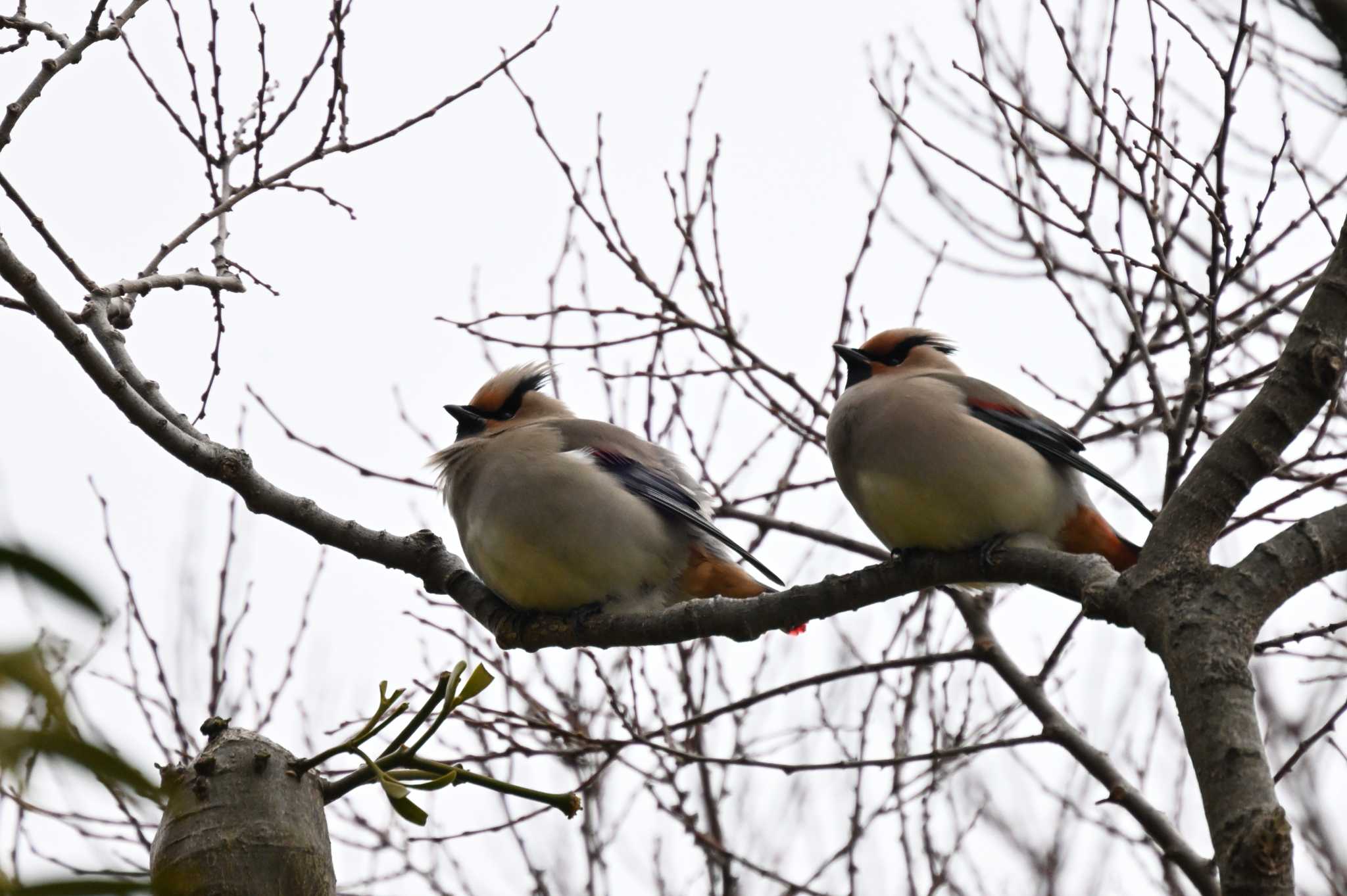 Japanese Waxwing