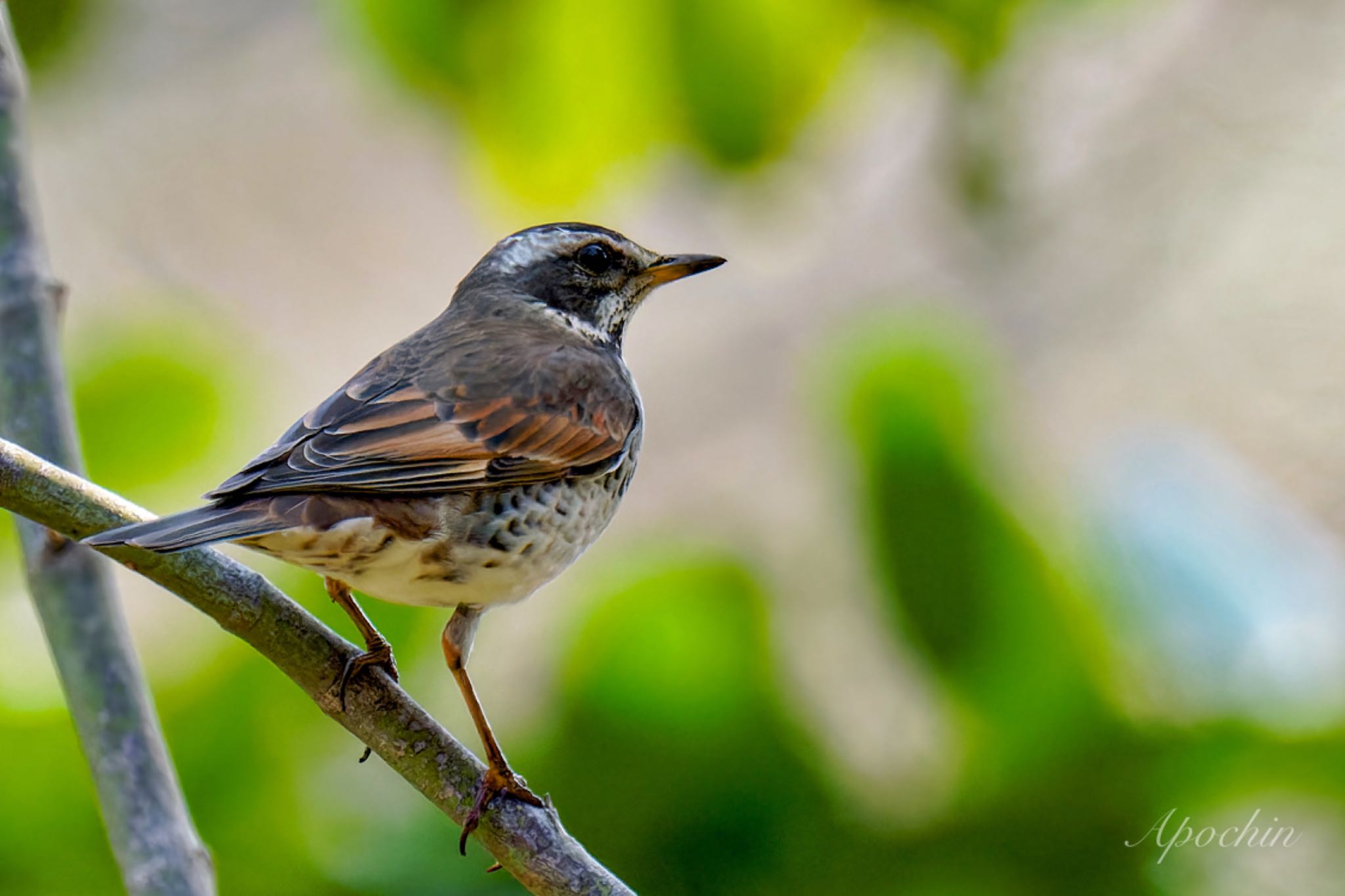 Dusky Thrush