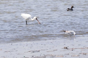 Eurasian Spoonbill Fujimae Tidal Flat Sat, 3/30/2024