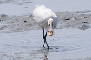 Eurasian Spoonbill Fujimae Tidal Flat Sat, 3/30/2024