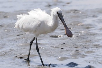 Eurasian Spoonbill Fujimae Tidal Flat Sat, 3/30/2024