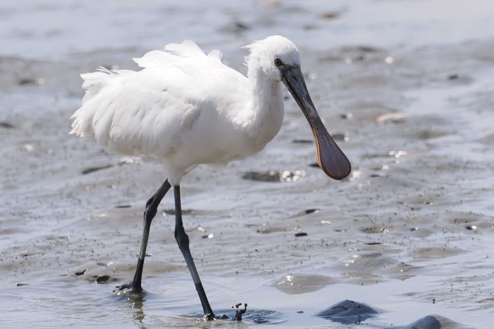 Eurasian Spoonbill