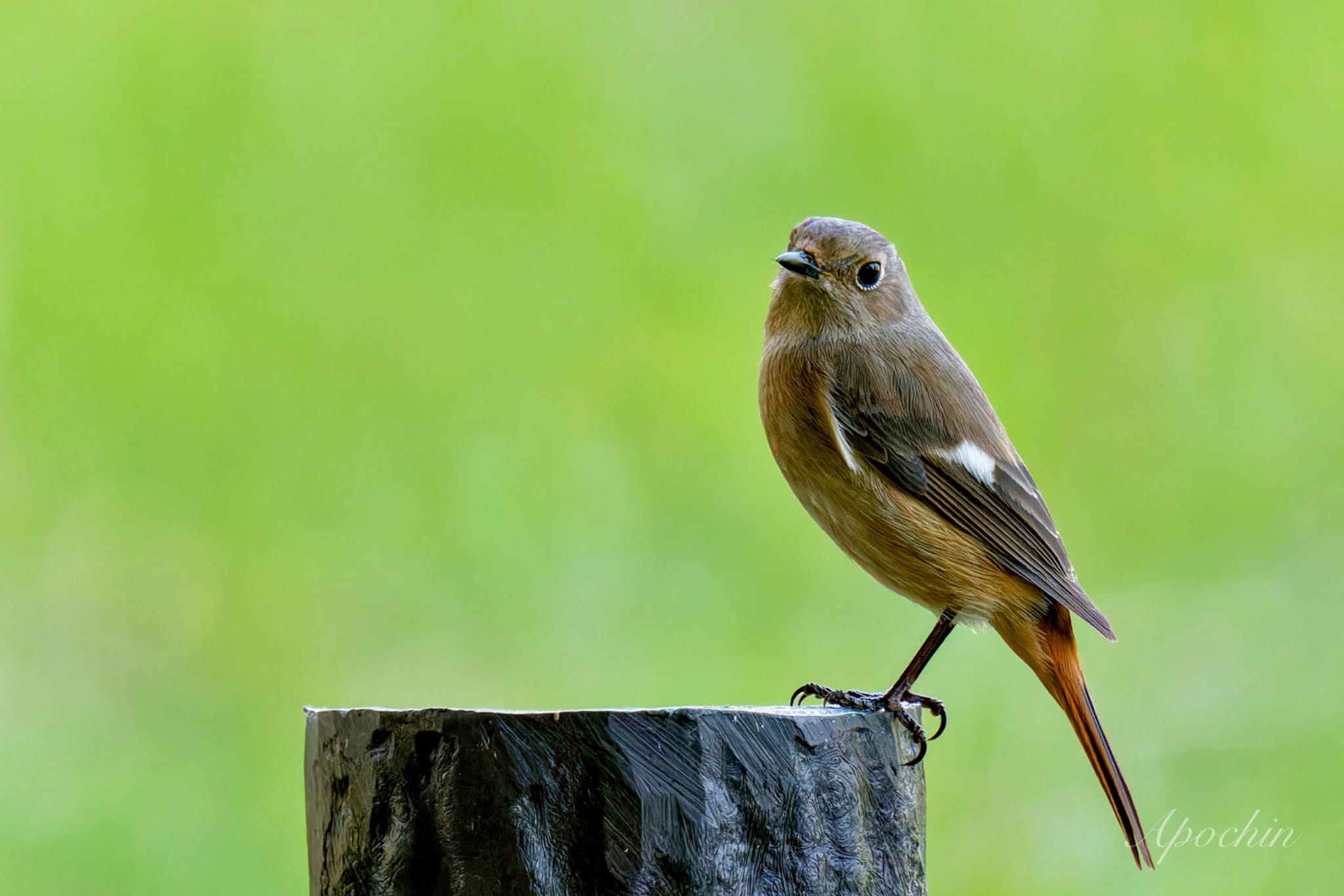 Daurian Redstart