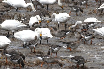 Greater White-fronted Goose 青森県立自然ふれあいセンター Sun, 3/31/2024