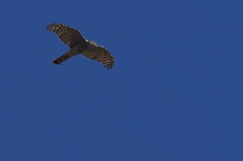 Eurasian Sparrowhawk 静岡県 Unknown Date