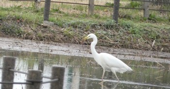 Great Egret(modesta)  平城宮跡 Sun, 3/31/2024