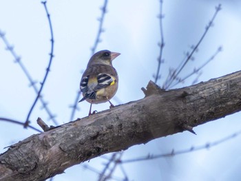 Grey-capped Greenfinch 洞峰公園 Sun, 3/31/2024