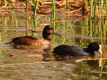 Baer's Pochard Mizumoto Park Sun, 3/31/2024