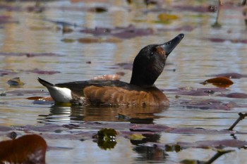 Baer's Pochard Mizumoto Park Tue, 4/2/2024