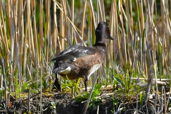 Baer's Pochard Mizumoto Park Tue, 4/2/2024