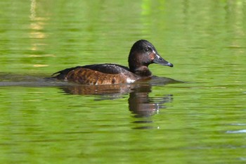 Baer's Pochard Mizumoto Park Tue, 4/2/2024