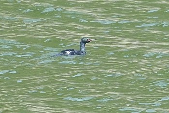 Pelagic Cormorant 隠岐(島根県) Sat, 3/30/2024