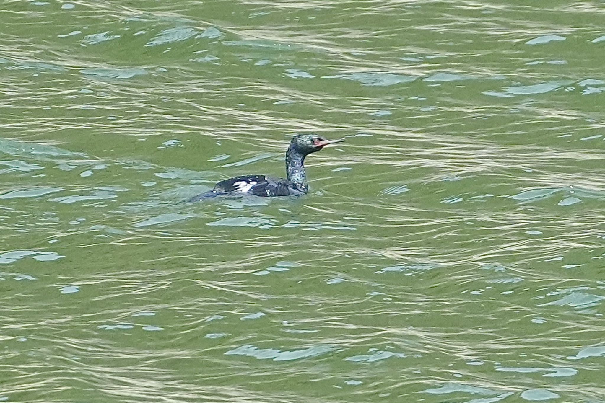 Pelagic Cormorant