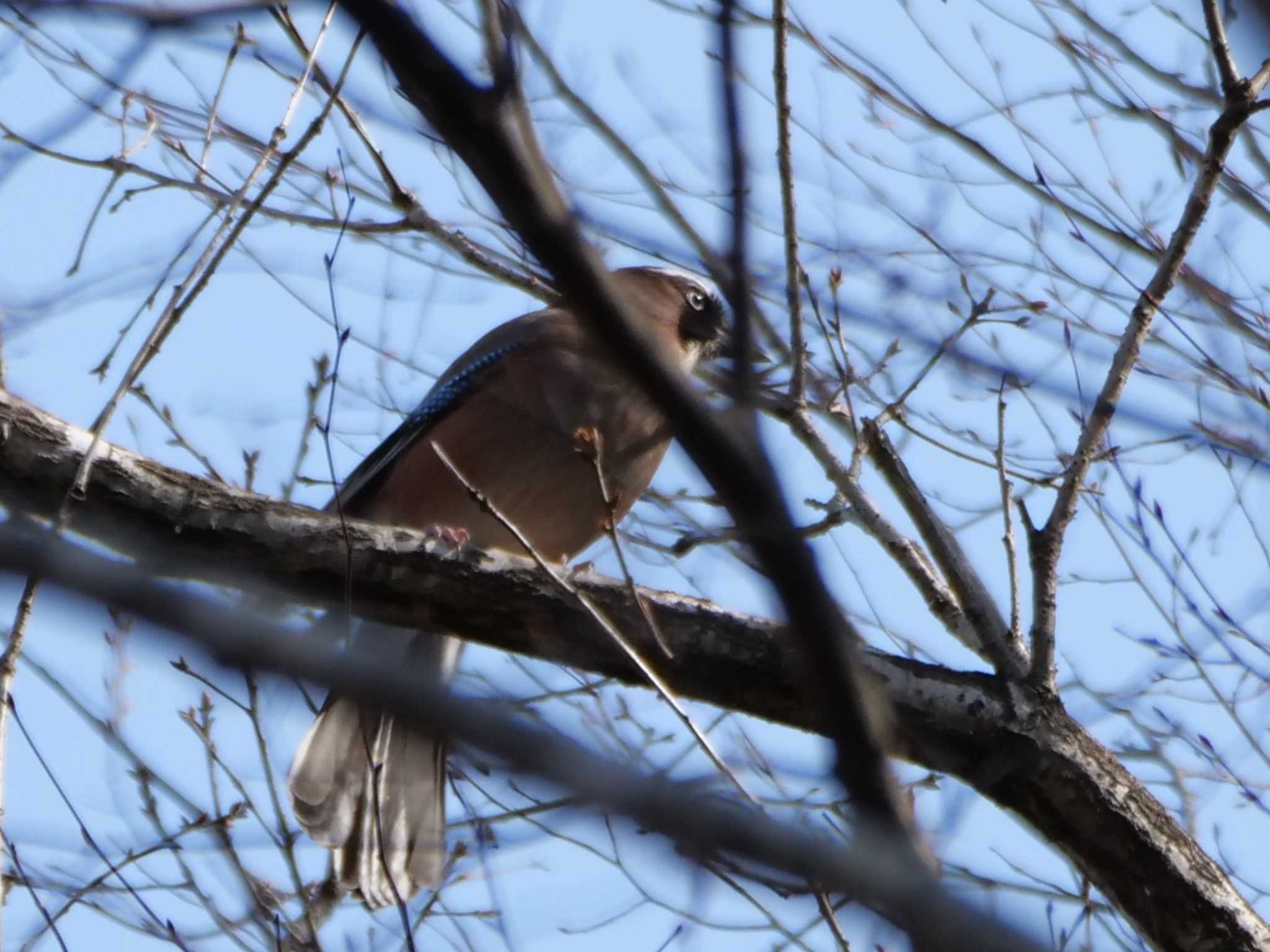 すぐに気づかれ飛んでった・・。 by little birds