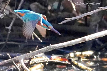 カワセミ 舞岡公園 2024年3月2日(土)