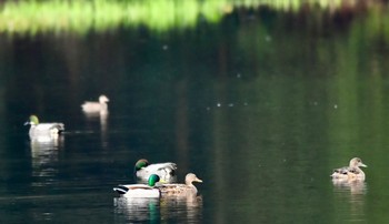 マガモ 鶴ヶ池 2024年3月31日(日)