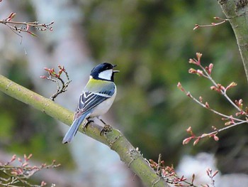 Japanese Tit Nara Park Sun, 3/31/2024