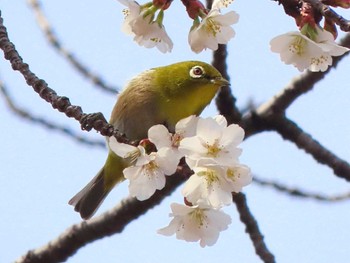 Warbling White-eye Nara Park Sat, 3/30/2024