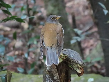 Pale Thrush Nara Park Sat, 3/30/2024