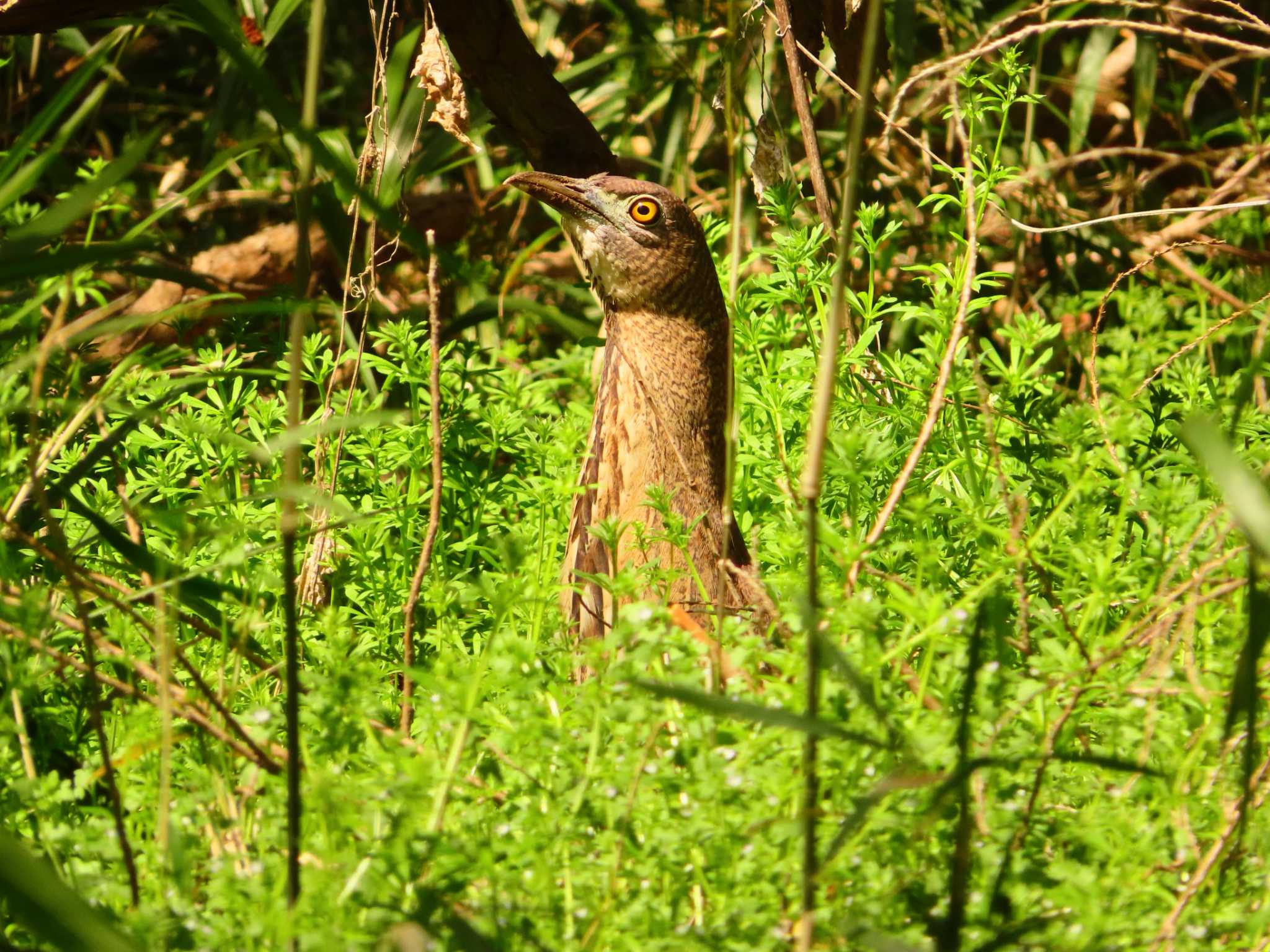 Photo of Japanese Night Heron at Mizumoto Park by ゆ