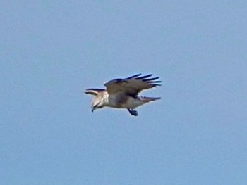 Eastern Buzzard 道の駅あいづ湯川・会津坂下 Mon, 4/1/2024