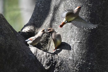 ヒレンジャク 大麻生野鳥の森公園 2024年3月31日(日)