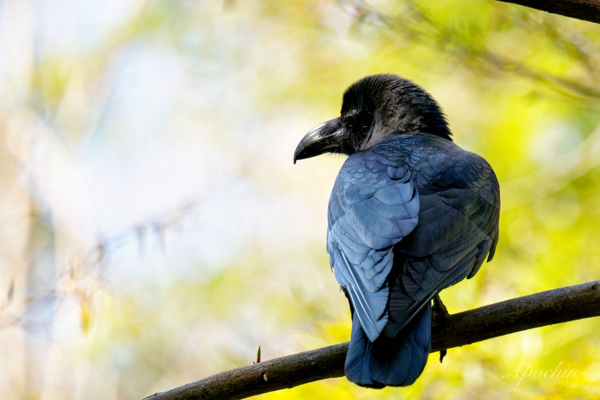 Large-billed Crow