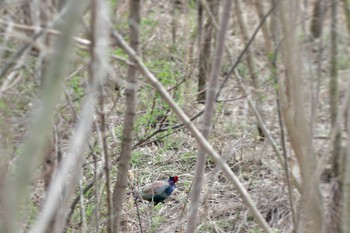 Green Pheasant 山梨県森林公園金川の森(山梨県笛吹市) Sun, 3/31/2024