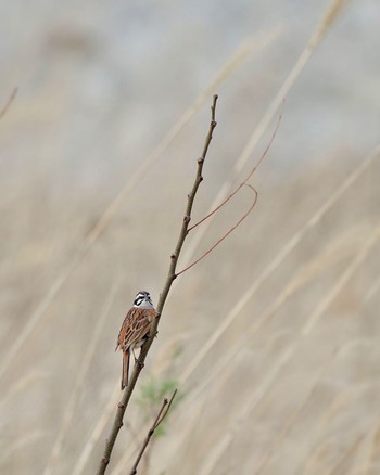 Meadow Bunting 山梨県森林公園金川の森(山梨県笛吹市) Sun, 3/31/2024