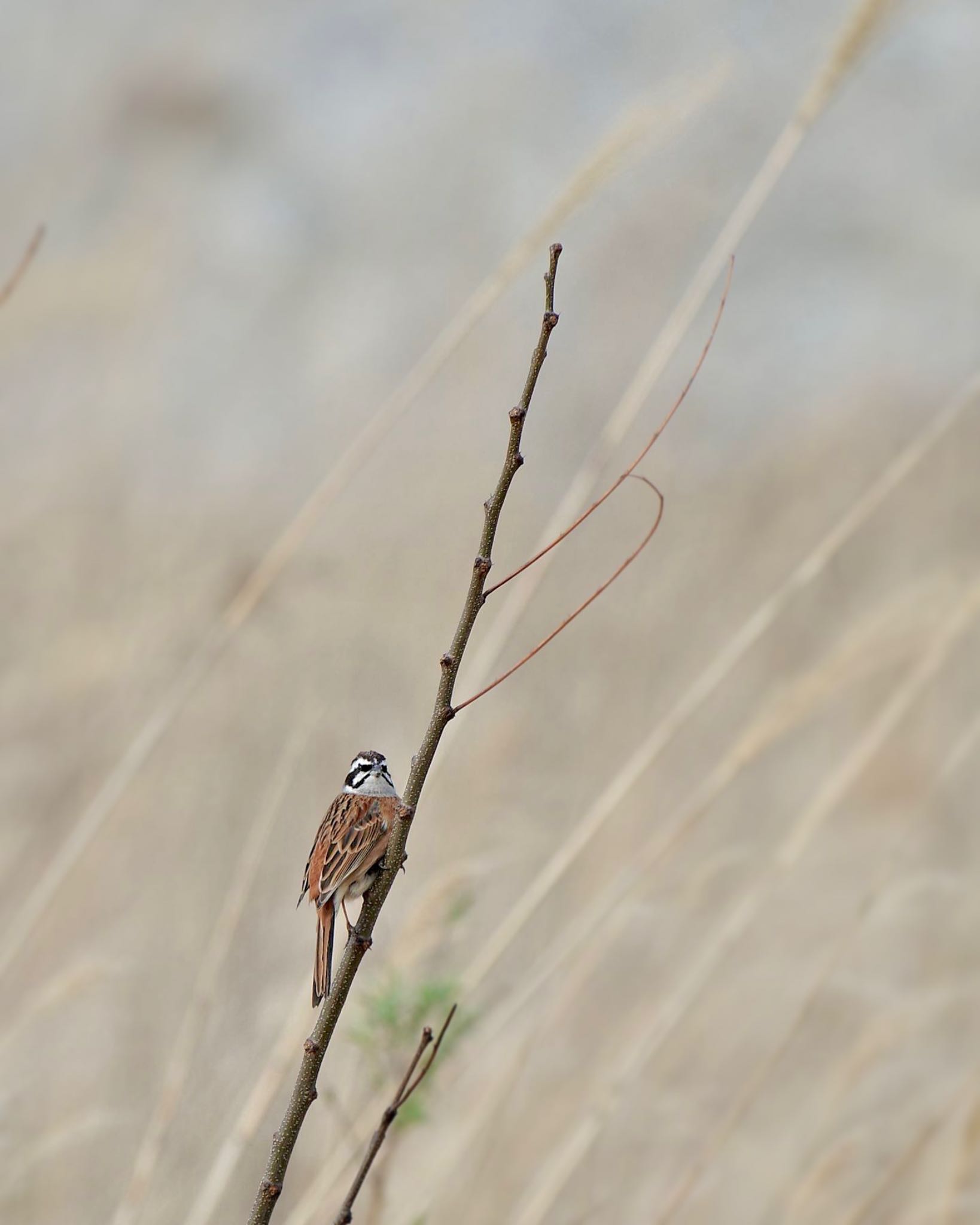 Photo of Meadow Bunting at 山梨県森林公園金川の森(山梨県笛吹市) by 關本 英樹