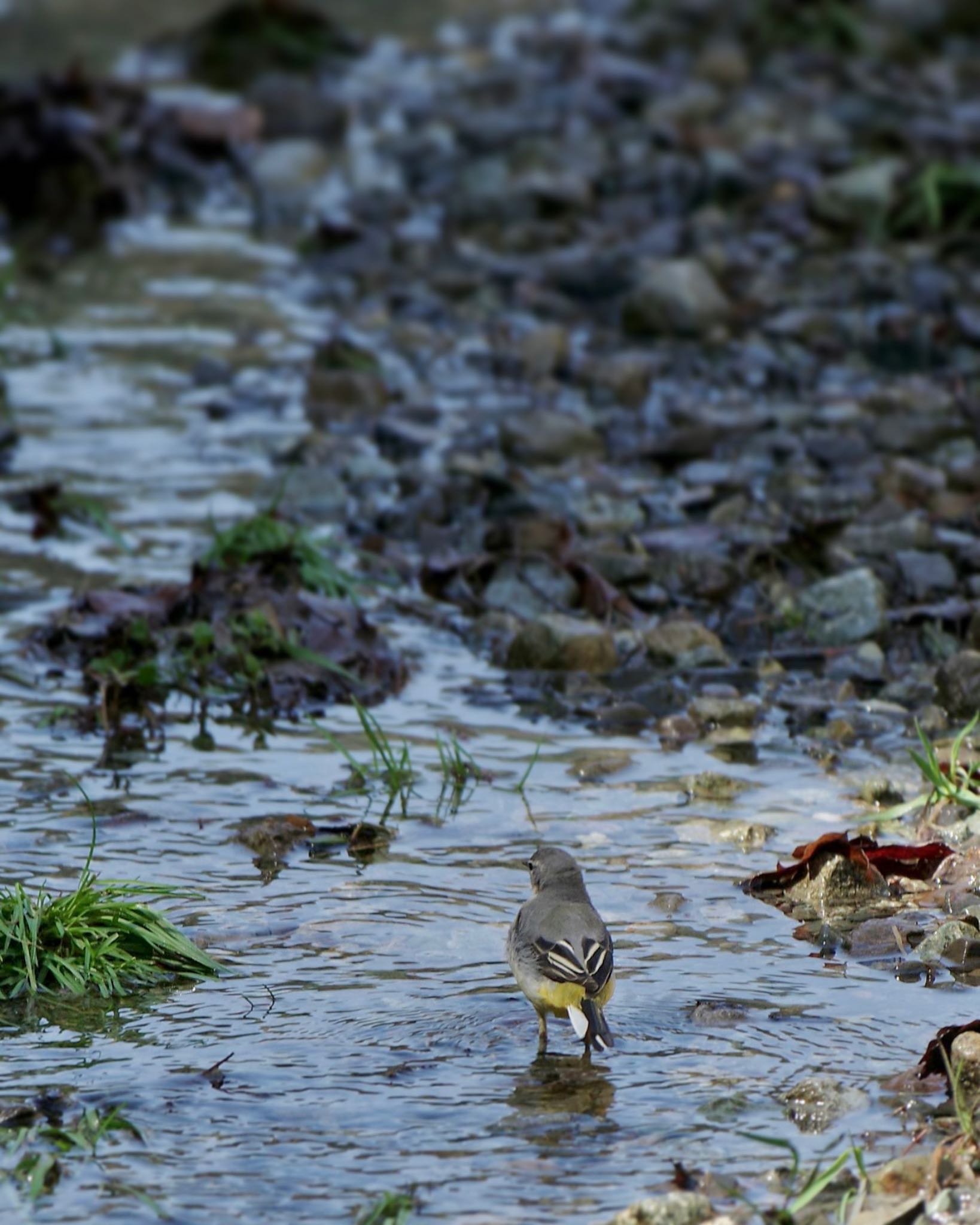 Grey Wagtail