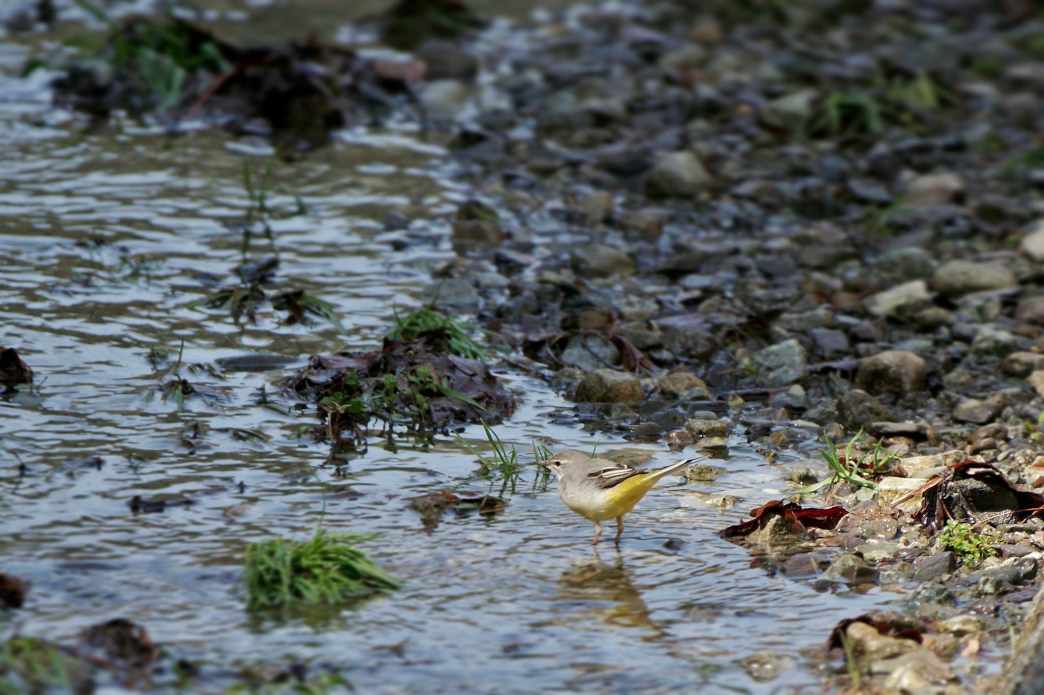 Photo of Grey Wagtail at Lake Kawaguchiko by 關本 英樹