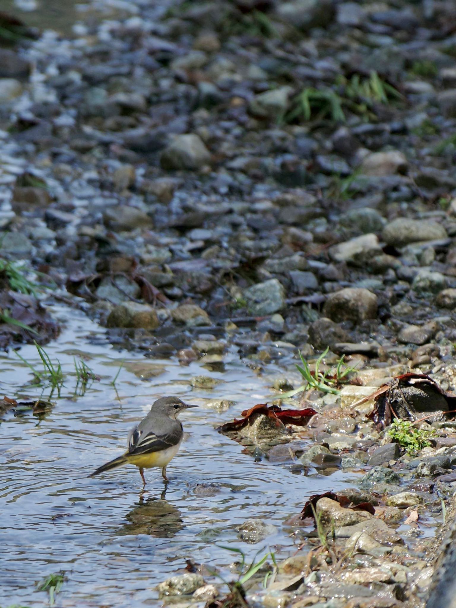 Grey Wagtail