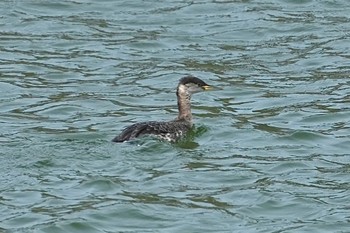 Red-necked Grebe 隠岐(島根県) Sat, 3/30/2024