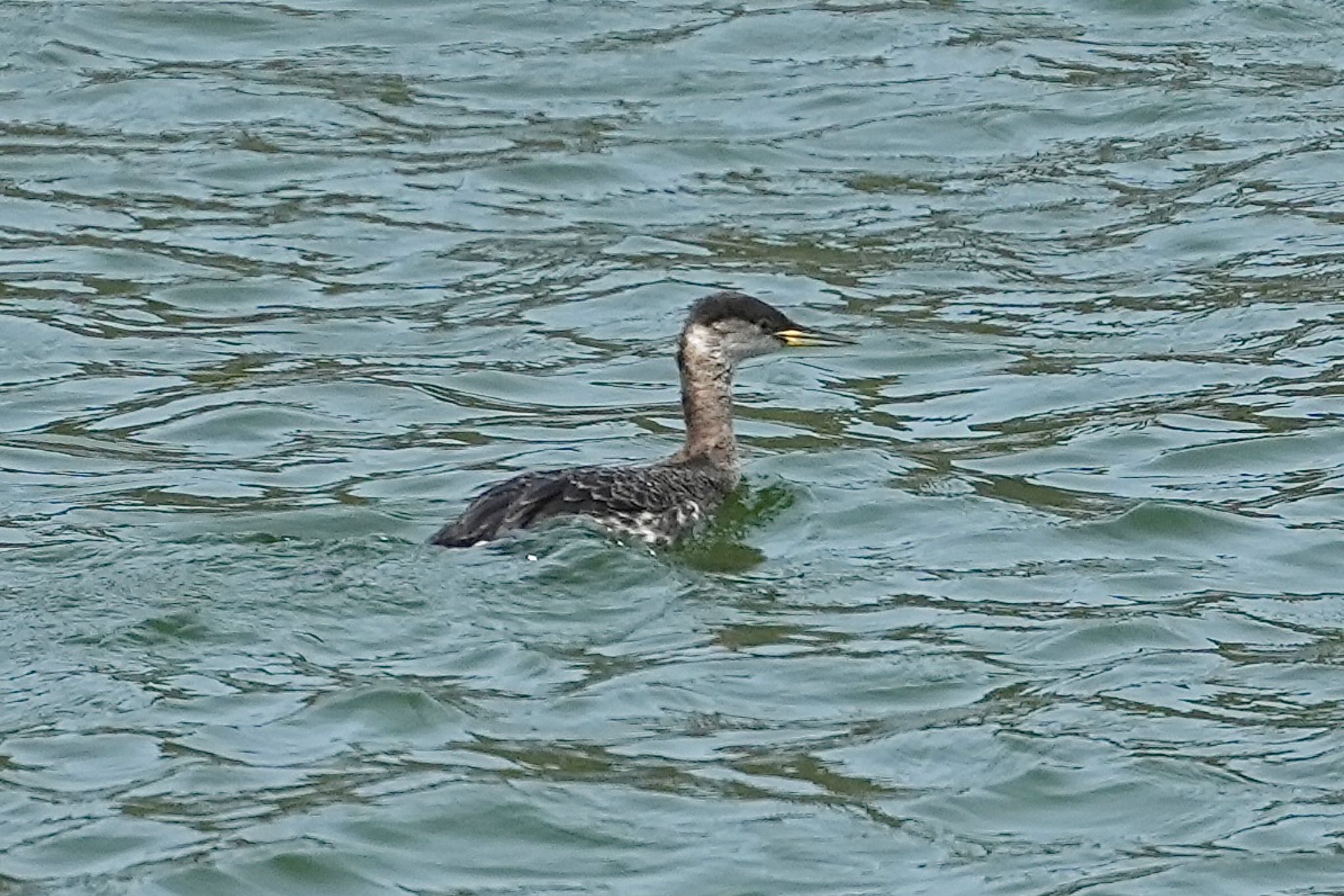 Red-necked Grebe