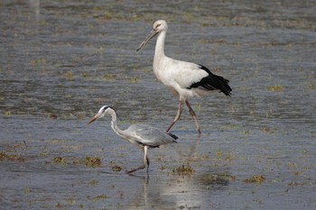 Oriental Stork Unknown Spots Fri, 3/29/2024