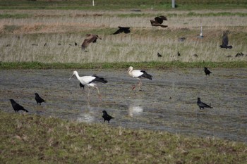 Oriental Stork Unknown Spots Fri, 3/29/2024