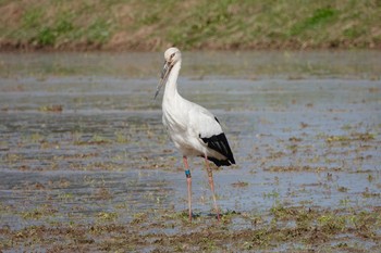 Oriental Stork Unknown Spots Fri, 3/29/2024