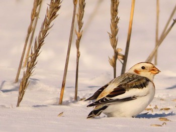 Snow Bunting 鵡川河口 Sun, 1/28/2024