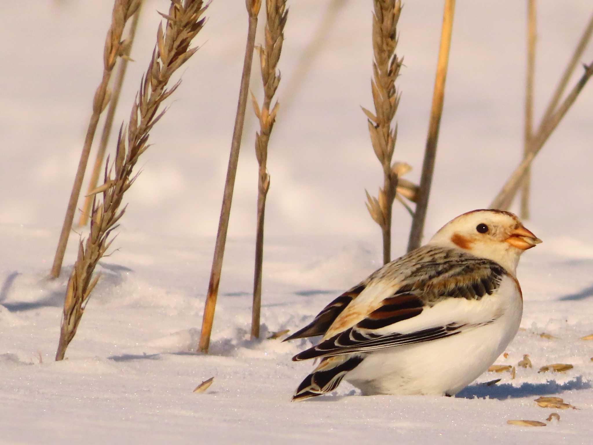 Snow Bunting