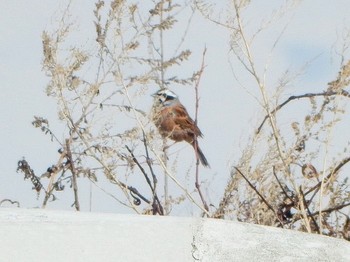 Meadow Bunting 道の駅あいづ湯川・会津坂下 Mon, 4/1/2024