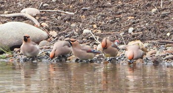 Japanese Waxwing Unknown Spots Sat, 2/17/2024