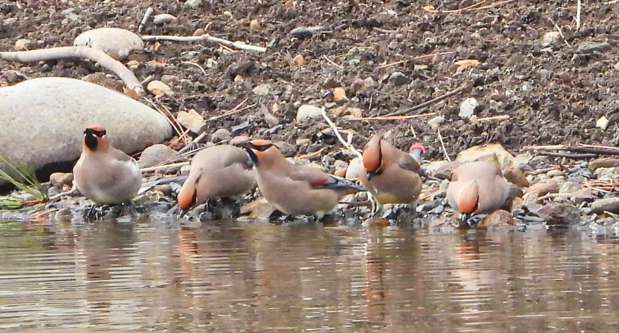 Photo of Japanese Waxwing at  by サジタリウスの眼