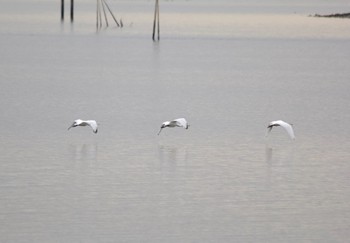 クロツラヘラサギ 葛西臨海公園 2024年3月28日(木)